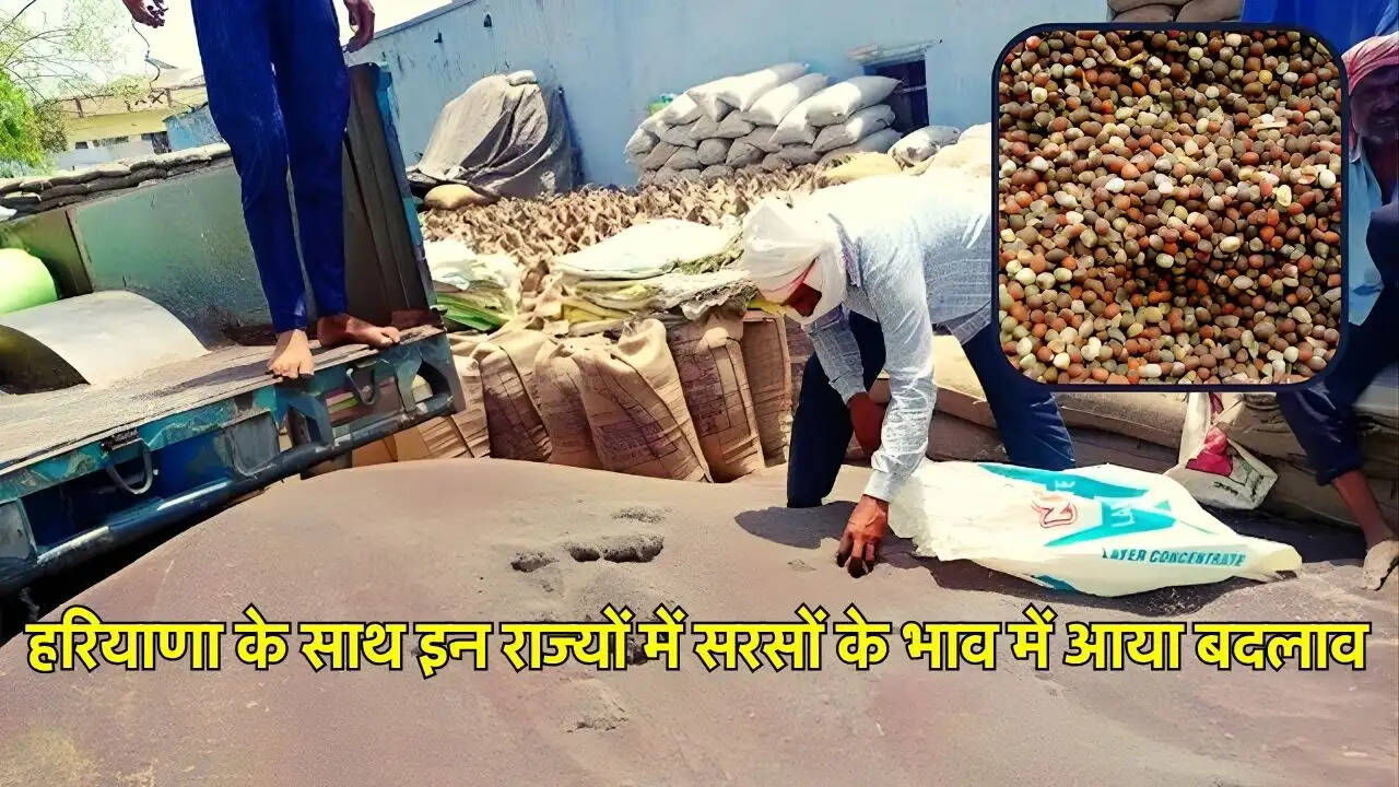 हरियाणा के साथ इन राज्यों में सरसों के भाव में आया बदलाव