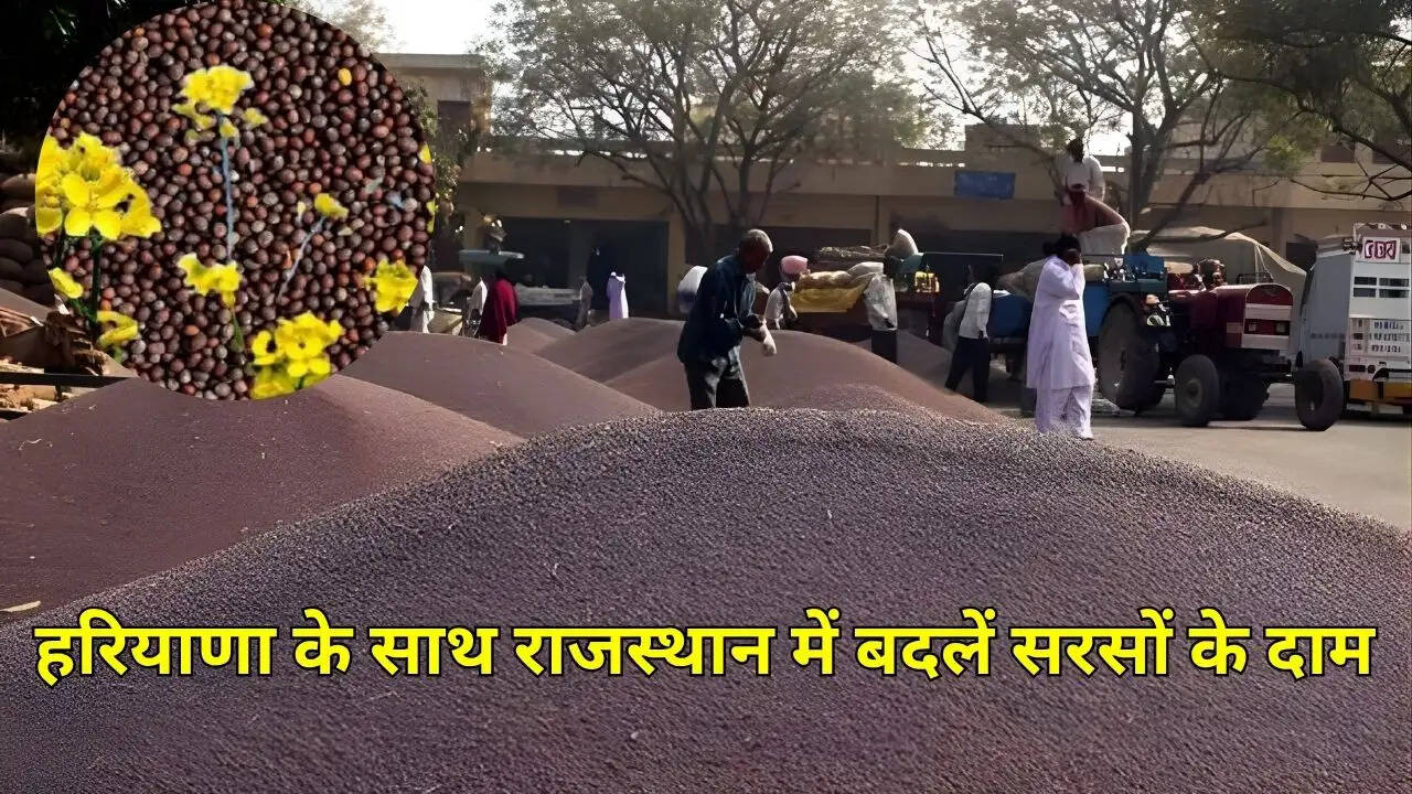 हरियाणा के साथ राजस्थान में बदलें सरसों के दाम