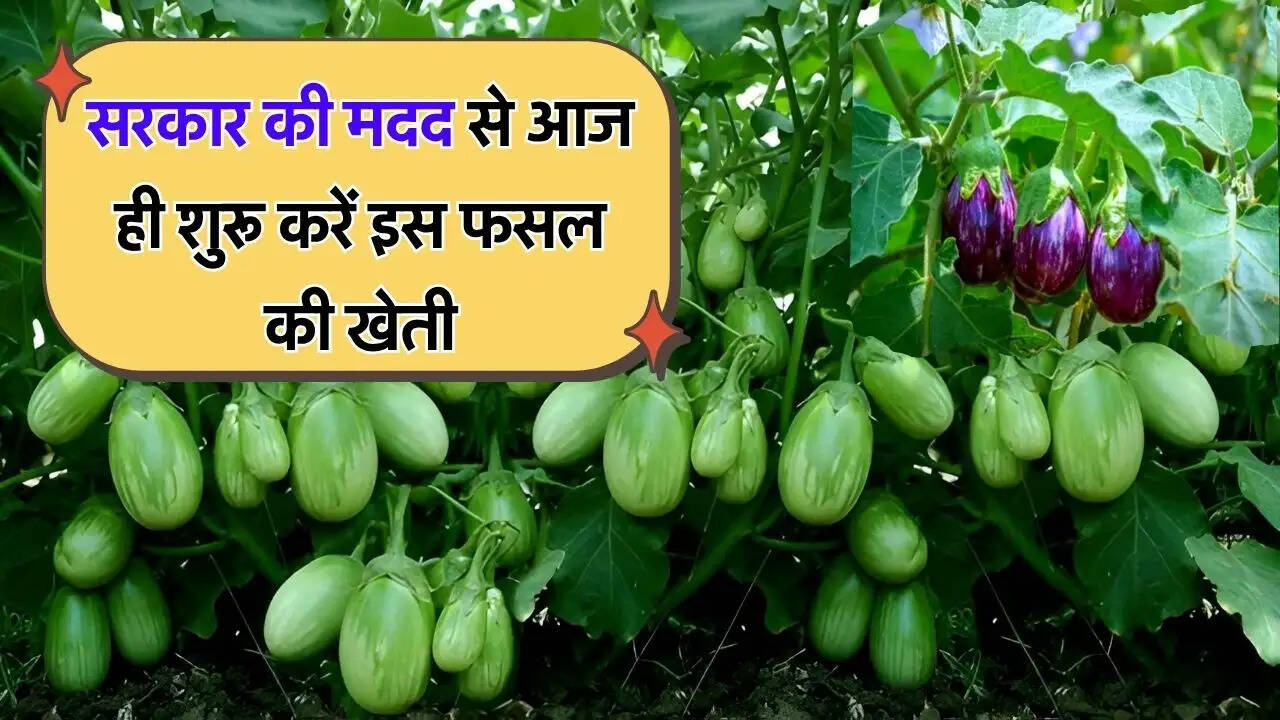 सरकार की मदद से आज ही शुरू करें इस फसल की खेती