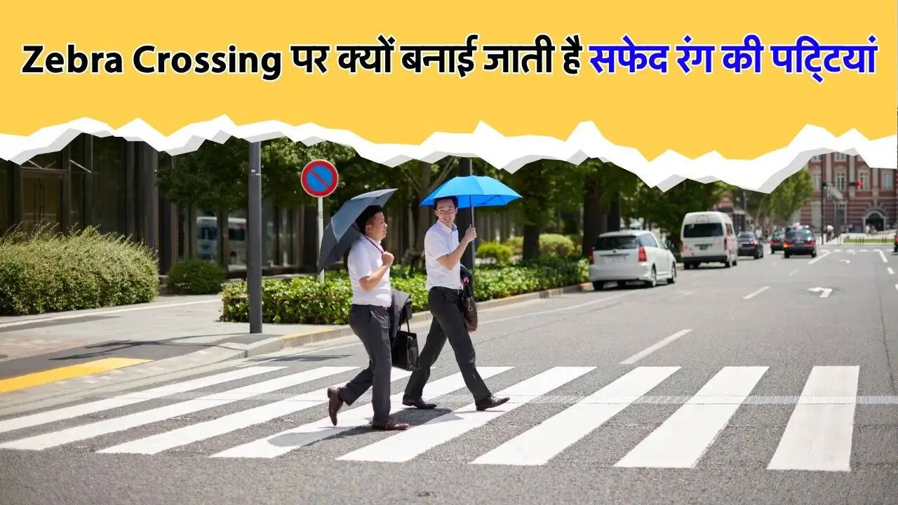 Zebra Crossing पर क्यों बनाई जाती है सफेद रंग की पट्टियां