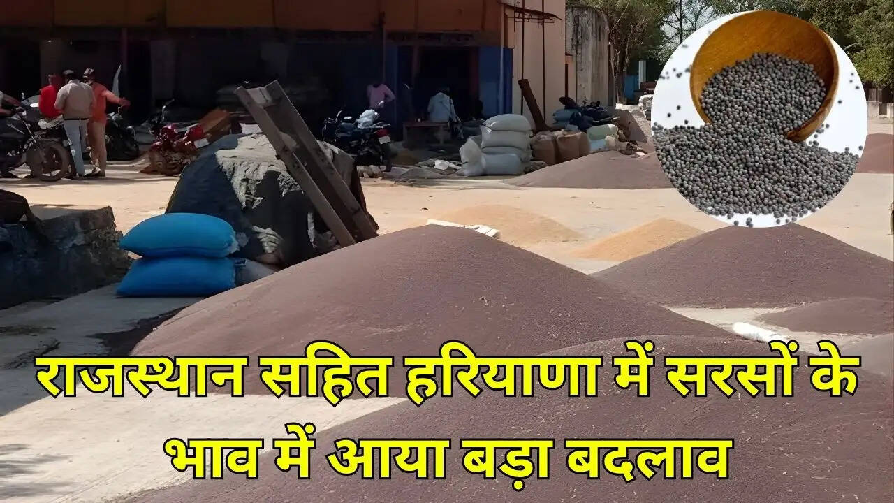 राजस्थान सहित हरियाणा में सरसों के भाव में आया बड़ा बदलाव