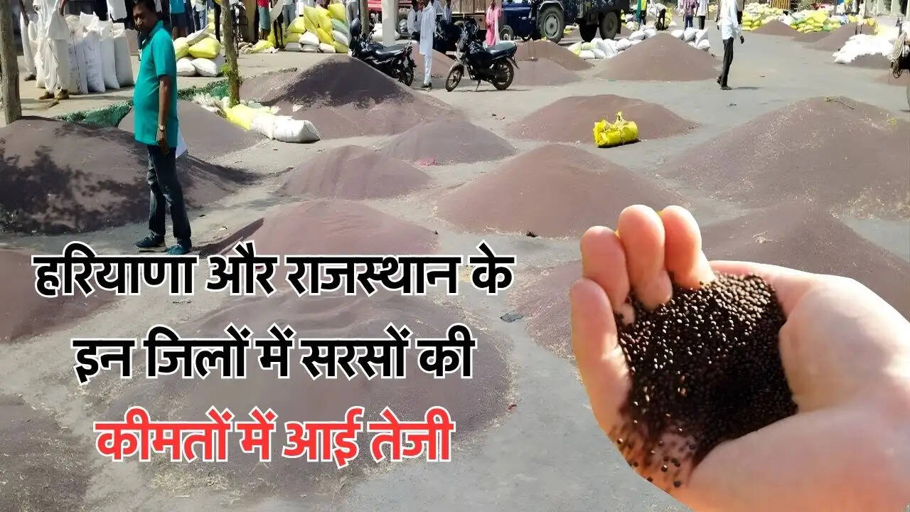 हरियाणा और राजस्थान के इन जिलों में सरसों की कीमतों में आई तेजी