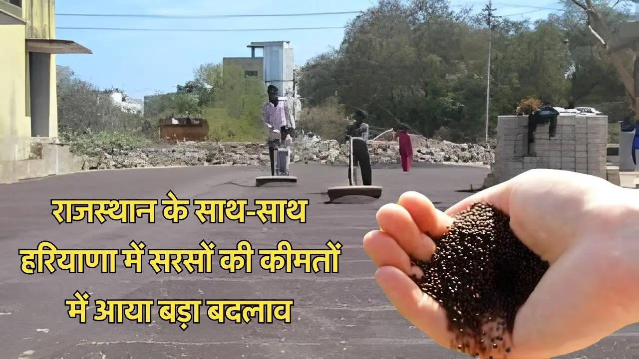 राजस्थान के साथ-साथ हरियाणा में सरसों की कीमतों में आया बड़ा बदलाव