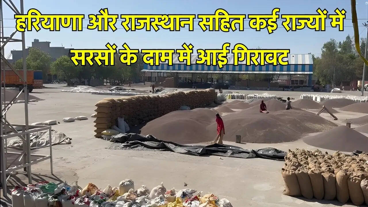 हरियाणा और राजस्थान सहित कई राज्यों में सरसों के दाम में आई गिरावट