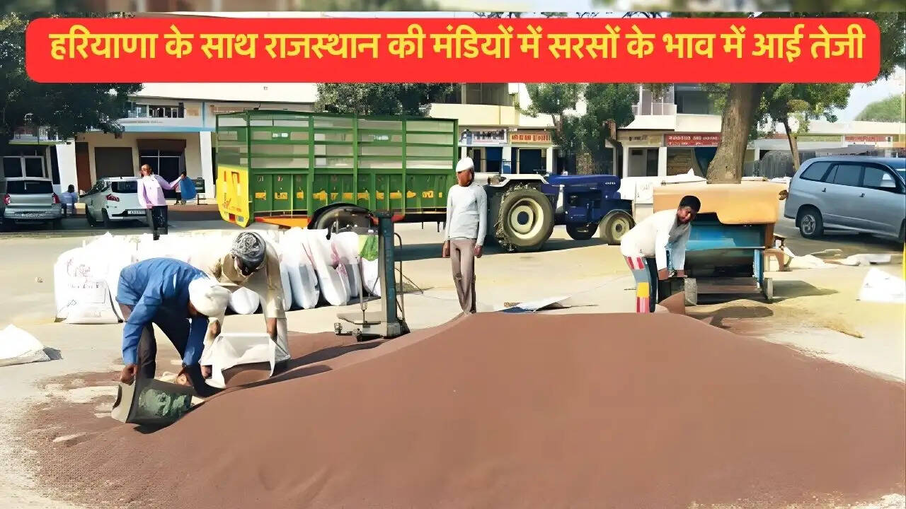  हरियाणा के साथ राजस्थान की मंडियों में सरसों के भाव में आई तेजी