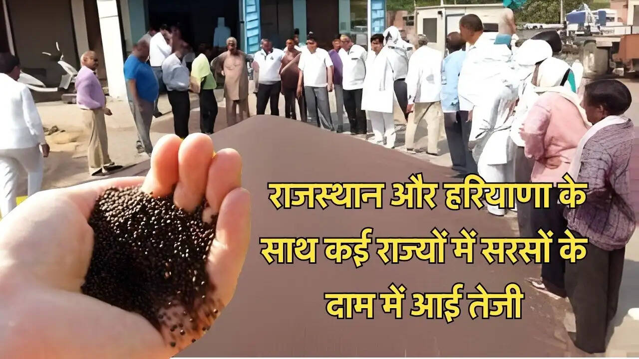  राजस्थान और हरियाणा के साथ कई राज्यों में सरसों के दाम में आई तेजी