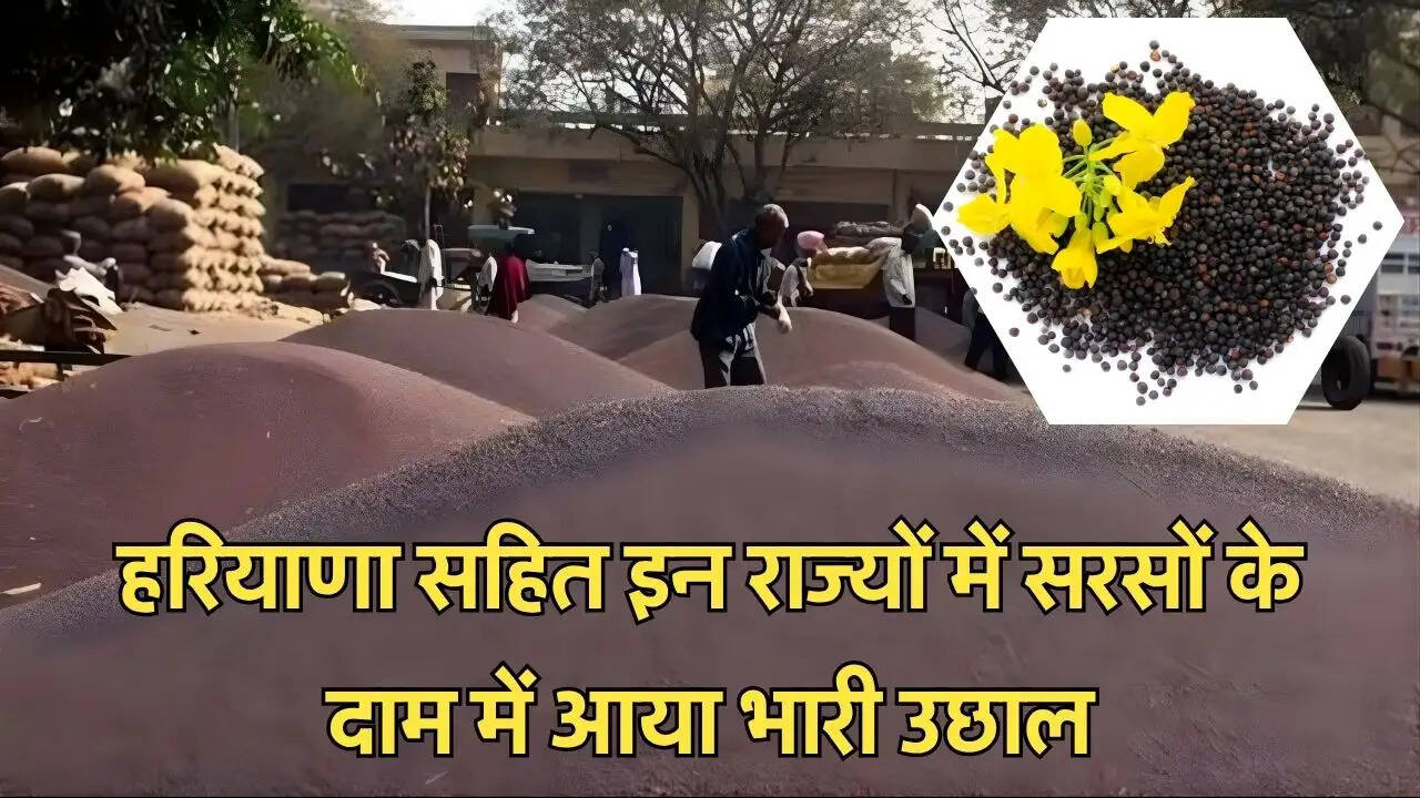 हरियाणा सहित इन राज्यों में सरसों के दाम में आया भारी उछाल