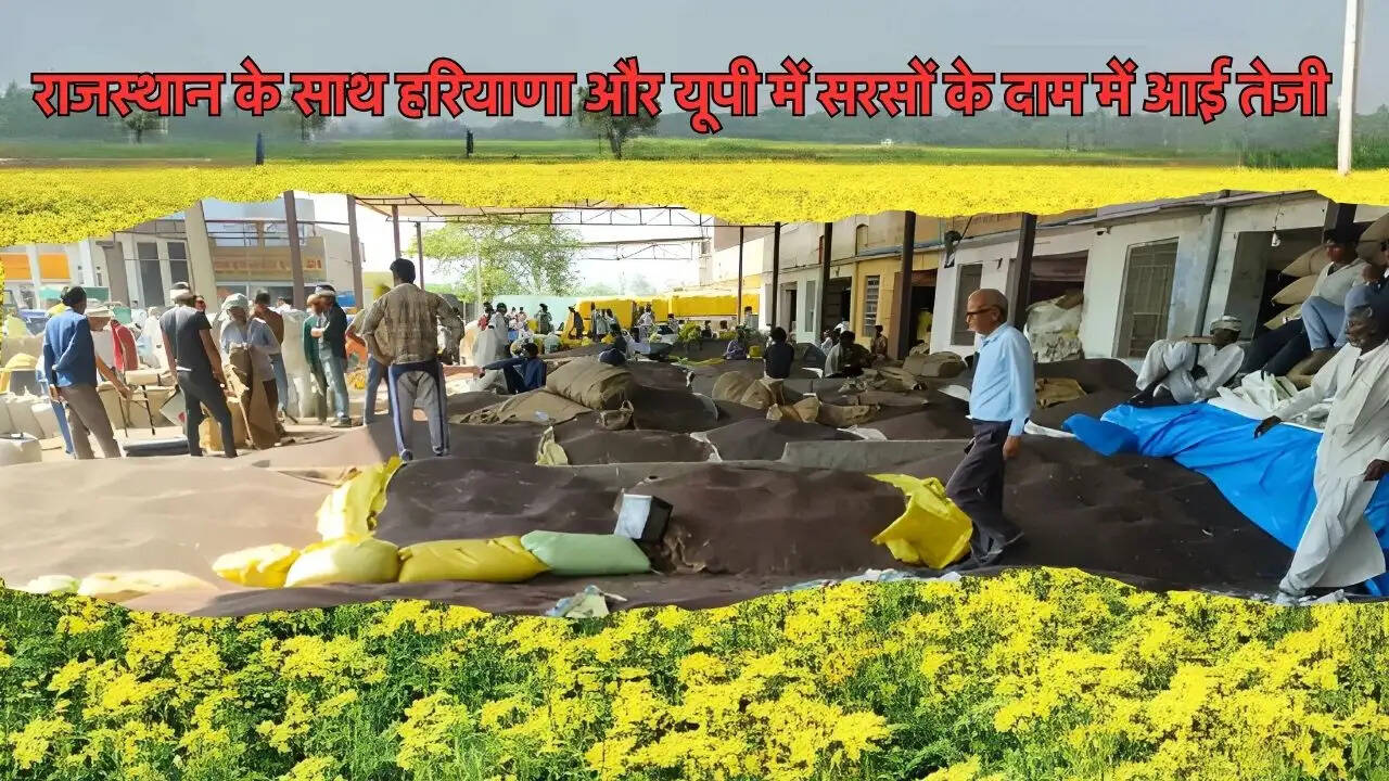 राजस्थान के साथ हरियाणा और यूपी में सरसों के दाम में आई तेजी