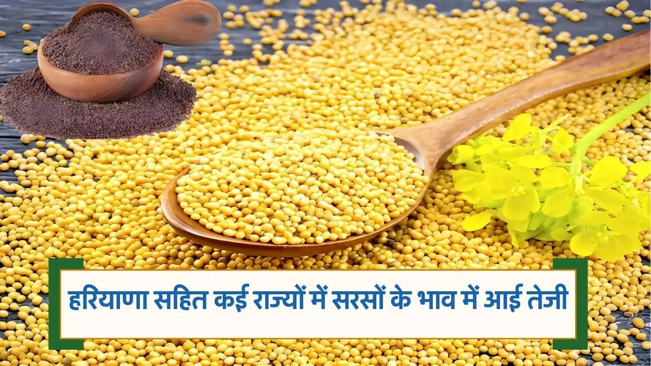 हरियाणा सहित कई राज्यों में सरसों के भाव में आई तेजी
