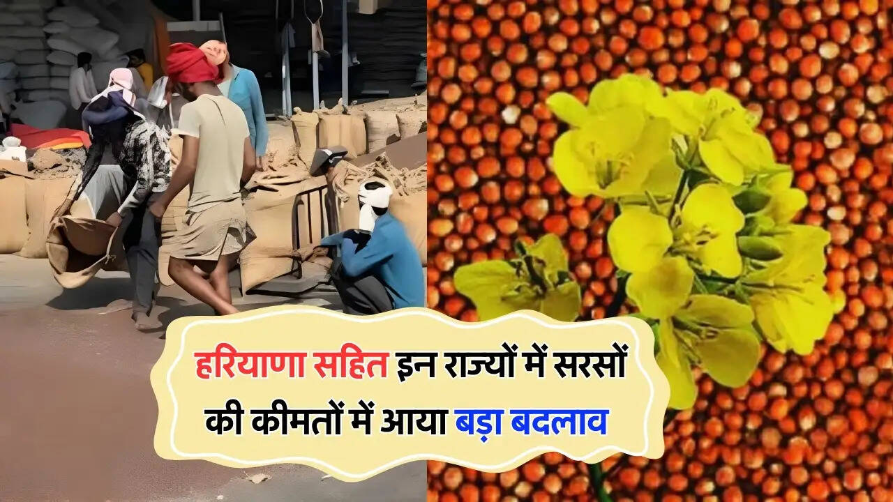  हरियाणा सहित इन राज्यों में सरसों की कीमतों में आया बड़ा बदलाव