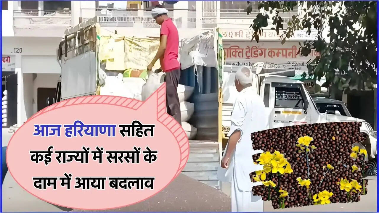 आज हरियाणा सहित कई राज्यों में सरसों के दाम में आया बदलाव