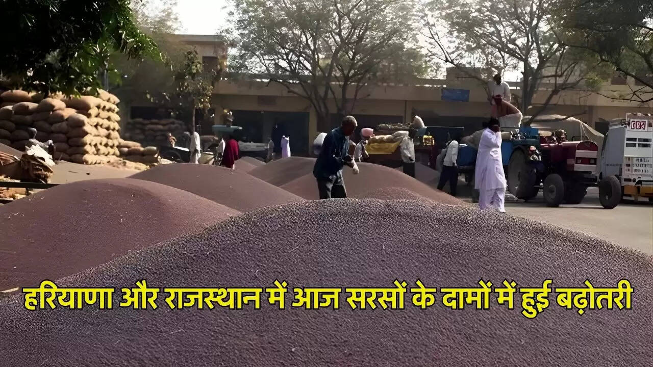 हरियाणा और राजस्थान में आज सरसों के दामों में हुई बढ़ोतरी