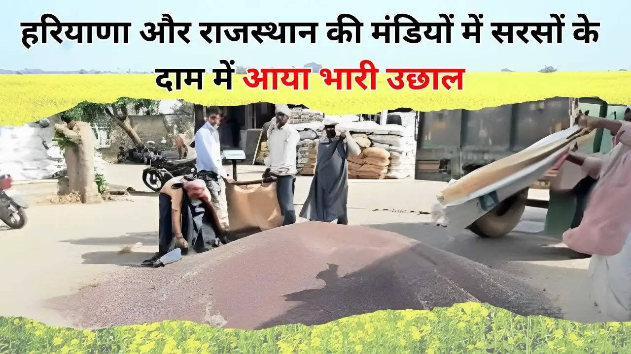 हरियाणा और राजस्थान की मंडियों में सरसों के दाम में आया भारी उछाल