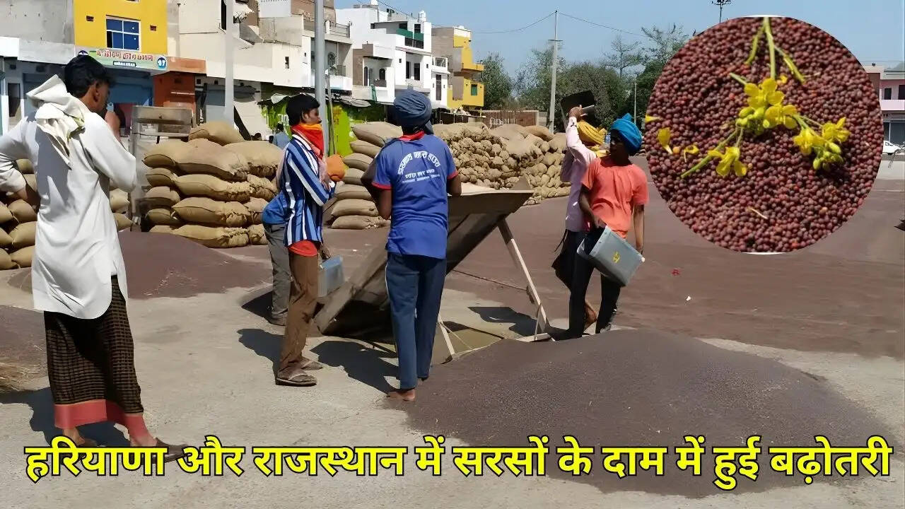 हरियाणा और राजस्थान में सरसों के दाम में हुई बढ़ोतरी