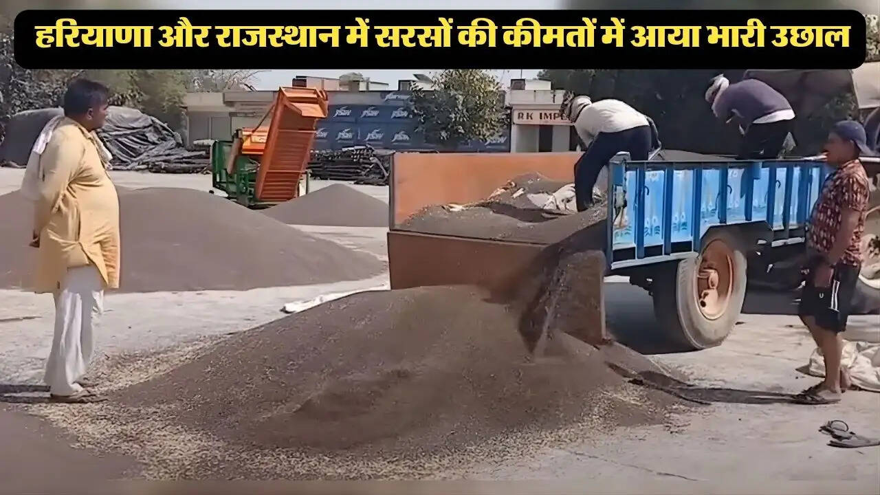  हरियाणा और राजस्थान में सरसों की कीमतों में आया भारी उछाल