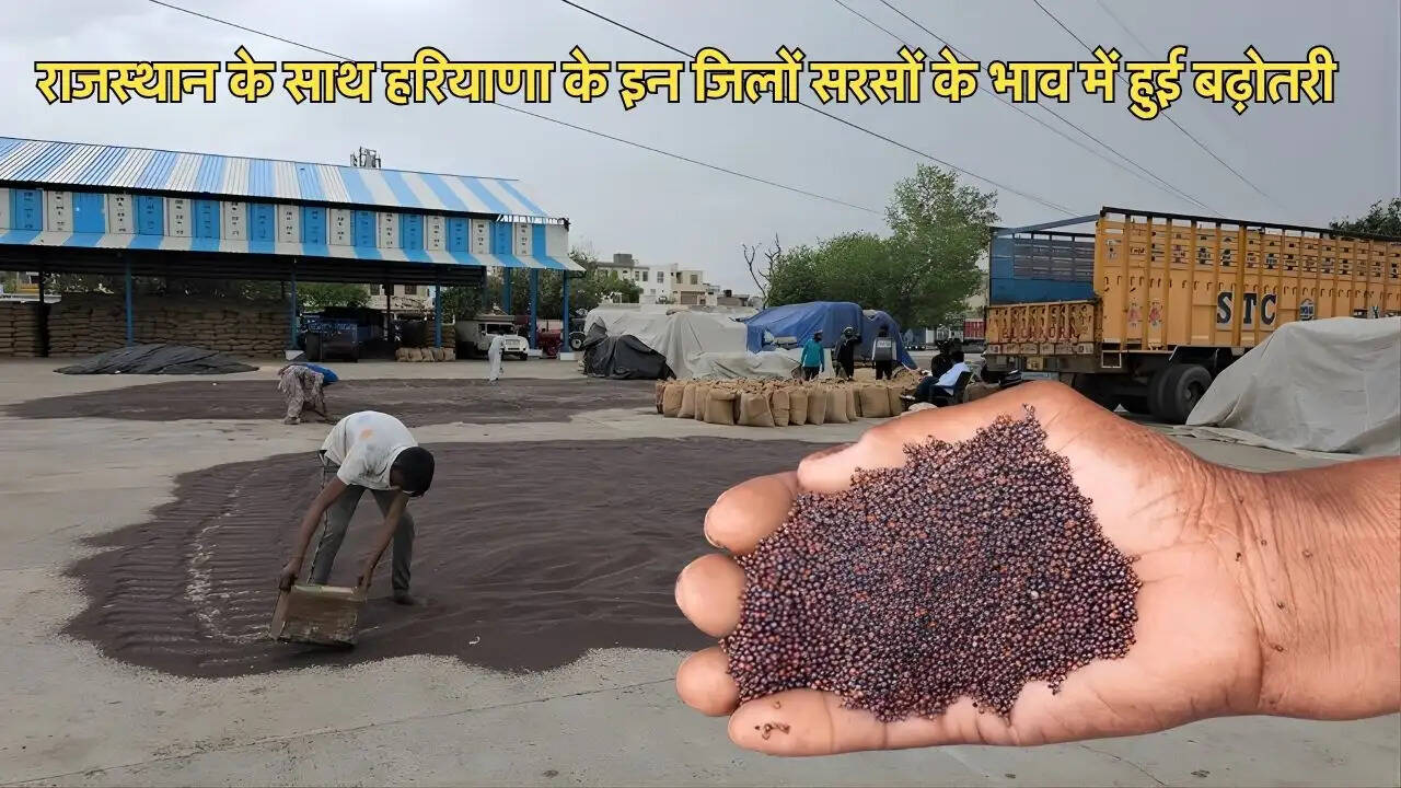 राजस्थान के साथ हरियाणा के इन जिलों सरसों के भाव में हुई बढ़ोतरी