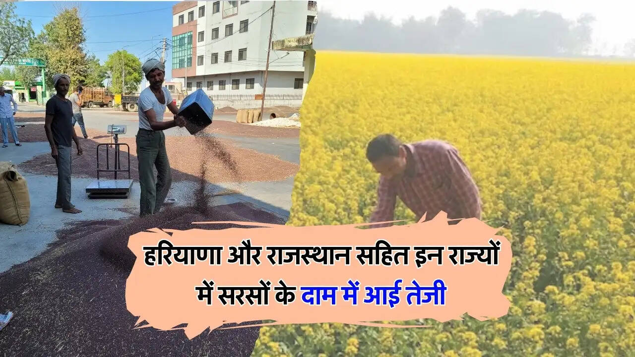 हरियाणा और राजस्थान सहित इन राज्यों में सरसों के दाम में आई तेजी
