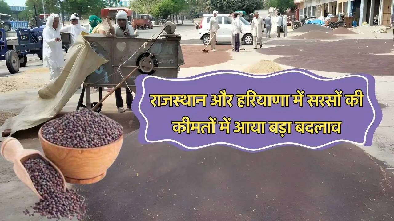 राजस्थान और हरियाणा में सरसों की कीमतों में आया बड़ा बदलाव