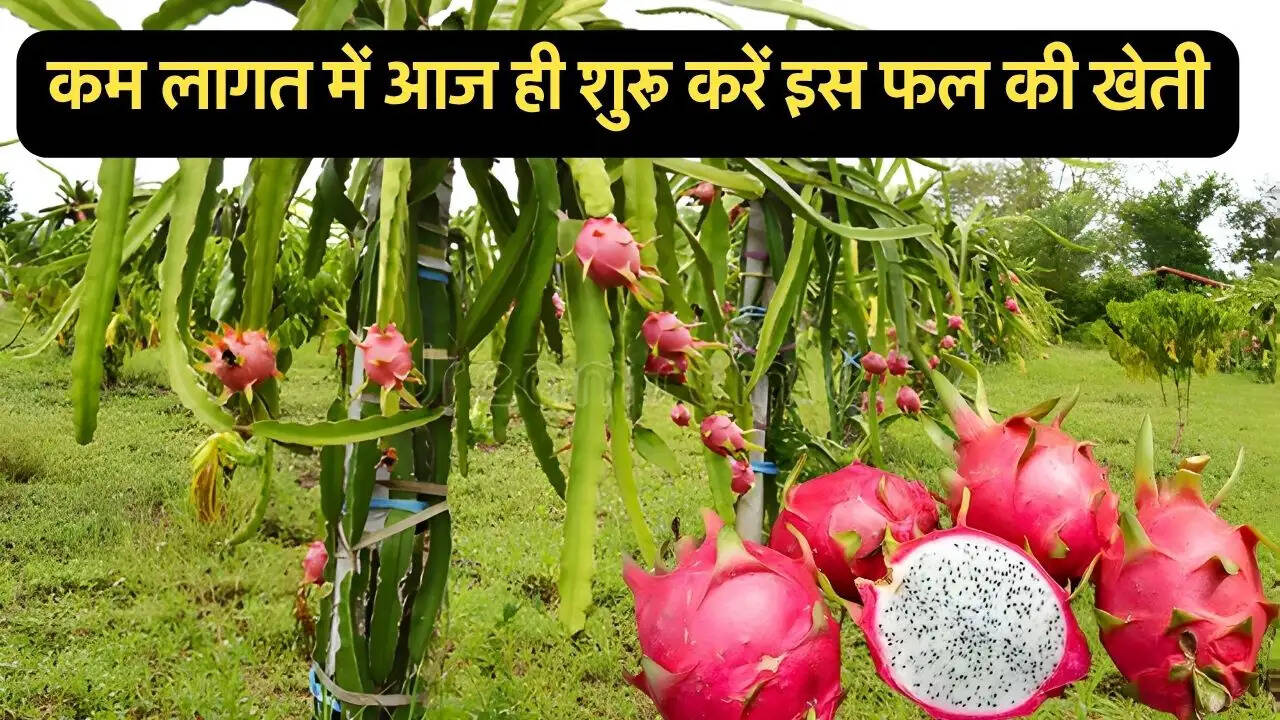 कम लागत में आज ही शुरू करें इस फल की खेती