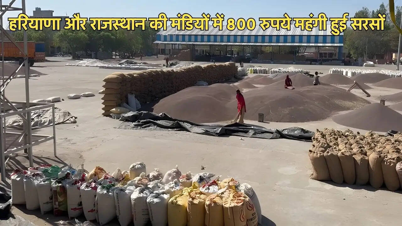 हरियाणा और राजस्थान की मंडियों में 800 रुपये महंगी हुई सरसों