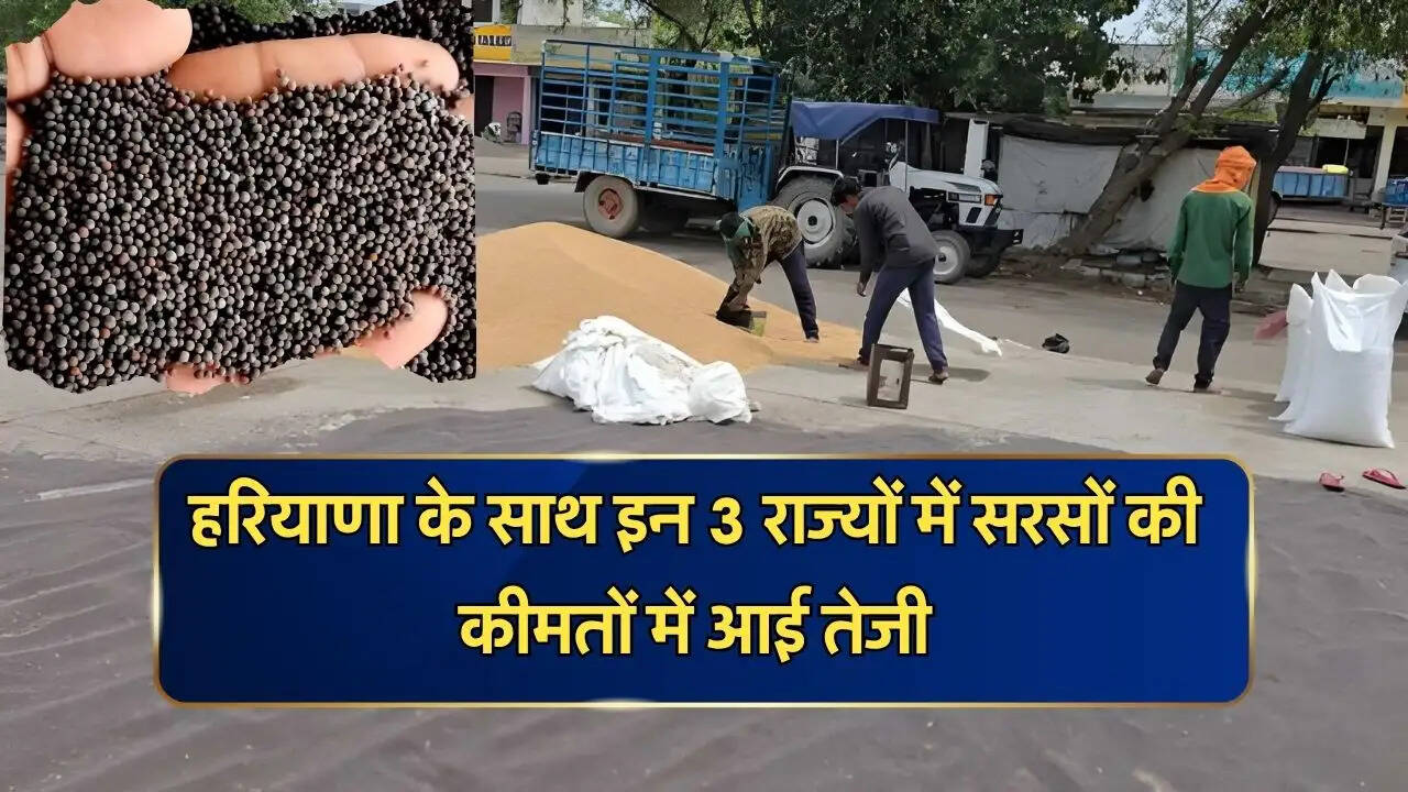 हरियाणा के साथ इन 3 राज्यों में सरसों की कीमतों में आई तेजी