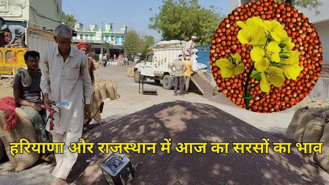 हरियाणा और राजस्थान में आज का सरसों का भाव