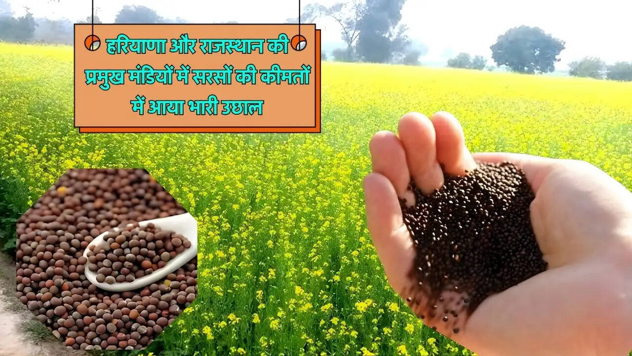 हरियाणा और राजस्थान की प्रमुख मंडियों में सरसों की कीमतों में आया भारी उछाल